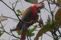 Bahía Drake